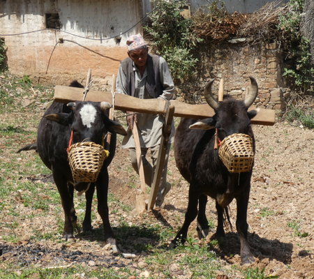 helambu trektocht 99