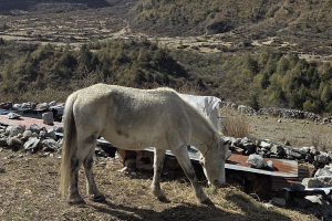 langtang vallei trek 9 dagen 60