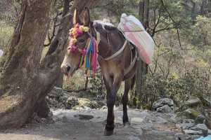 langtang vallei trek 9 dagen 62