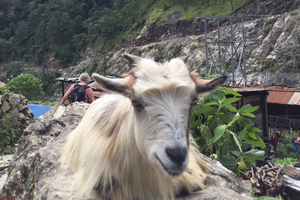 manaslu met tsum vallei 1