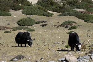 manaslu met tsum vallei 2