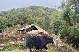 mardi himal trek 9 dagen 26