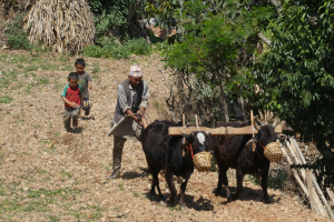 sailung trek indigenous people trail 45