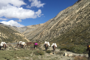 upper dolpo trek camping 40