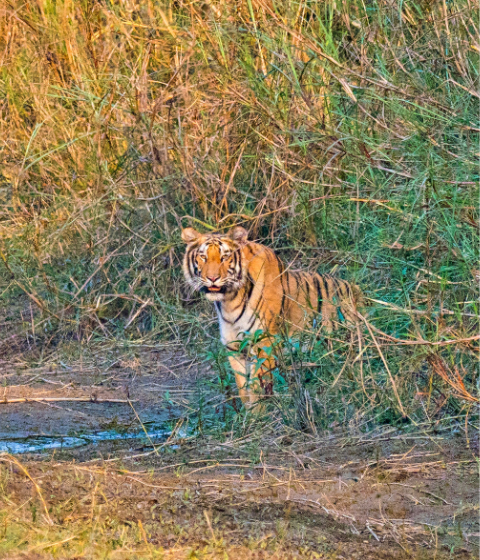 disclaimer nepal inside out 2